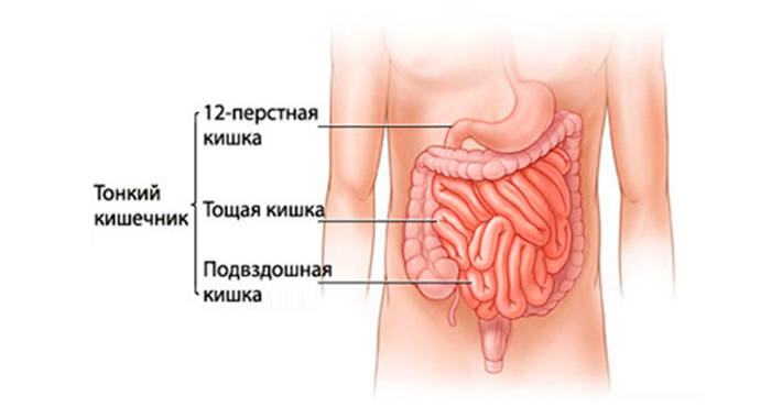 Желудочно-кишечный тракт